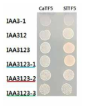 CaTF5 and SlTF5 direct binds to –170 ～ -200 AUX/IAA3 promoter region
