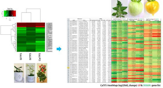 RNA-sequencing: CaTF5 o/x vs SlTF5 o/x vs SiTF5 transgenic tomato