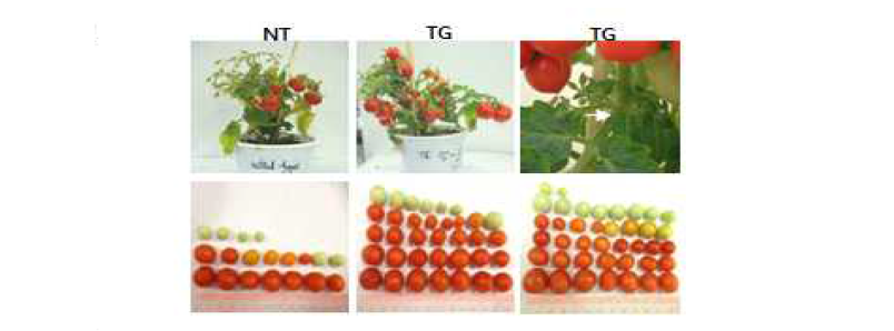 CaTF5 over-expressed transgenic tomato lines