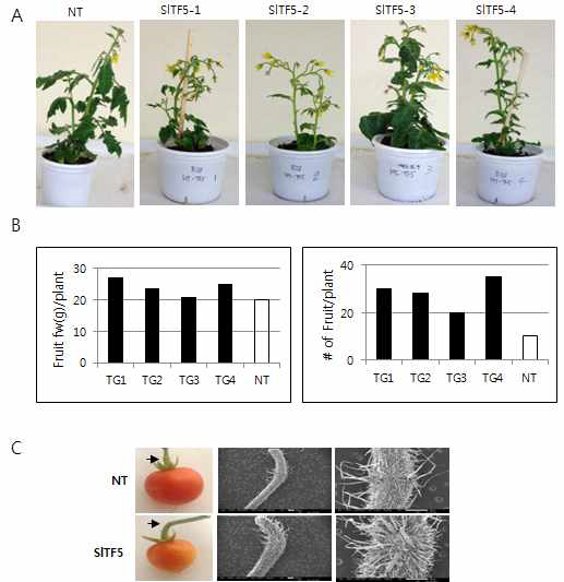 Abscission zone of SlTF5 over-expressed transgenic tomato lines