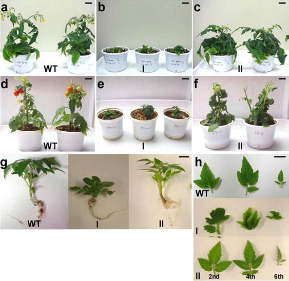 Morphologic phenotype analysis of CaRBP overexpressing transformants a, d: Normal tomato plant phenotype, b, e: CaRBP-overexpressing plants TG1, TG2 Class1 phenotype. c, f: CaRBP-overexpressing plants TG1, TG2의 Class2 phenotype