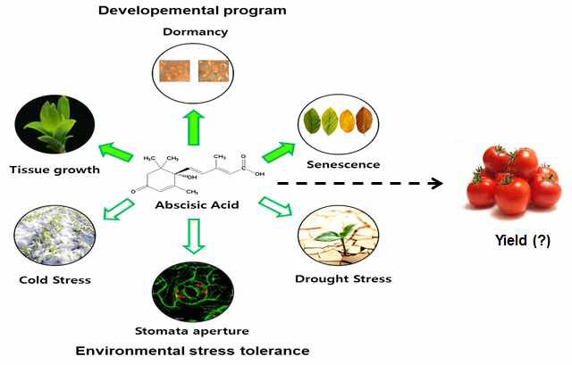 Function of plant hormone ABA