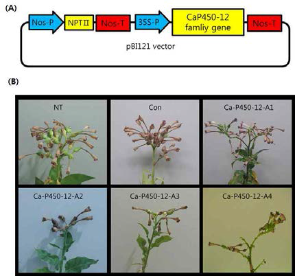 Development of CaP450-12 overexpressed tobacco transformant A: Plant overexpressed vector map cloned with CaP450-12 gene B: Fruit phenotype of CaP450-12 gene overexpressed tobacco NT: non-transgenic, Con: control pBI121 transgenic