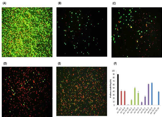 Pollen phenotype of CaP450-12 gene overexpressed tobacco A-E: pollen FDA/PI staining result A: non-transgenic pollen B: Cap450-12-A1, C: CaP450-12-A2, D: CaP450-12-A3, E: CaP450-12-A4, F: pollen viability