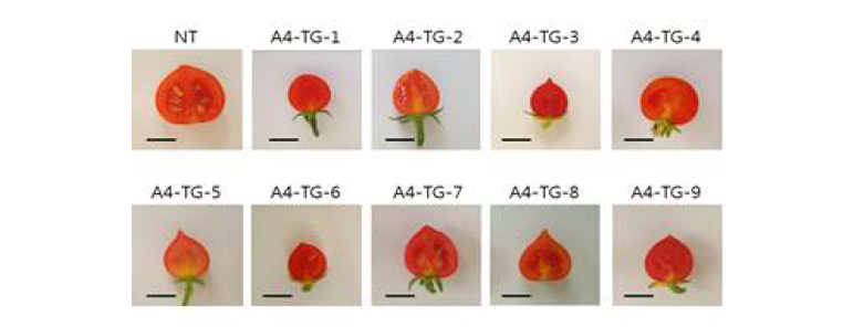 Phenotype of CaP450-12-A4 gene overexpressing tomato