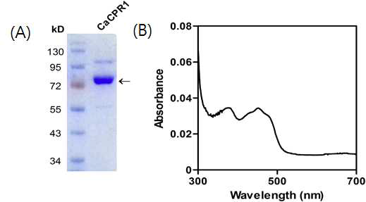 CaCPR1 expression of enzyme A: CaCPR1 enzyme, B: CaCPR1 Absorbance measurement