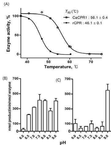 Analysis of heat and pH stability of CaCPR1 enzyme A: CaCPR analysis of thermal stability of enzyme, B: Reduction of CaCPR1 Enzyme by pH assay, C: Reduction of rCPR Enzyme by pH assay. rCPR: rat CPR