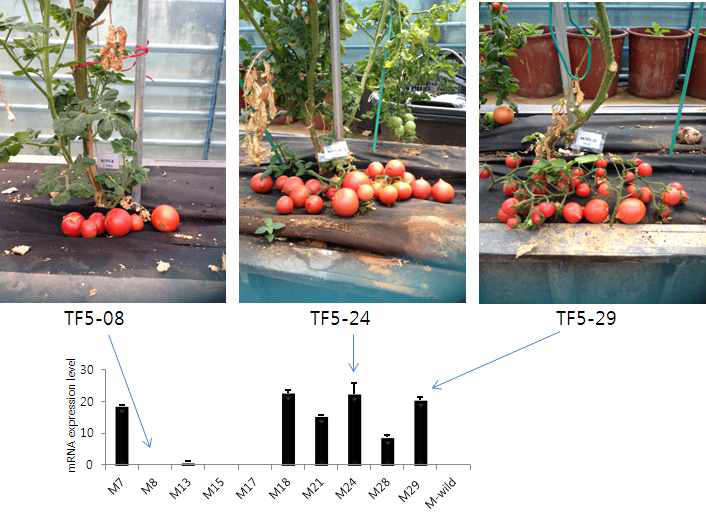 Expression pattern and yield of CaTF5 gene in CaTF5 overexpressed transgenic tomato