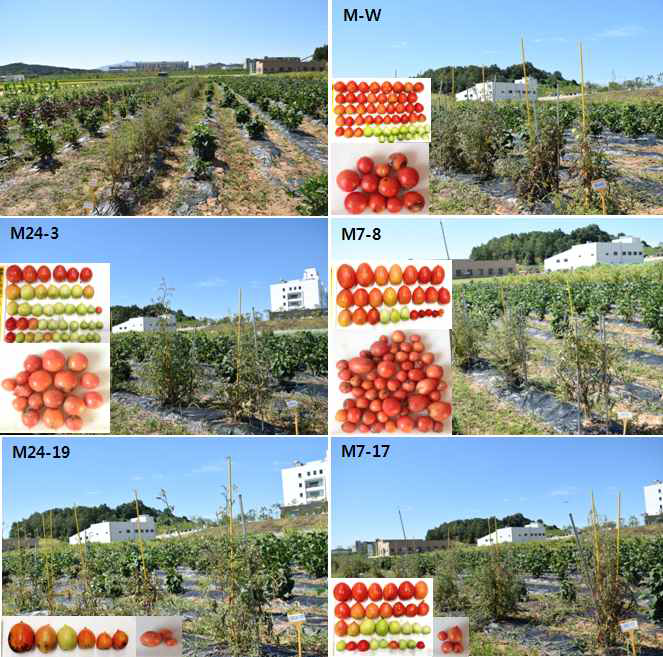 CaTF5 transgenic tomato (M line) field cultivation and harvesting