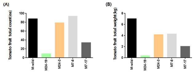 Edible of Tomato line (M line) Yield survey A: count, B: weight