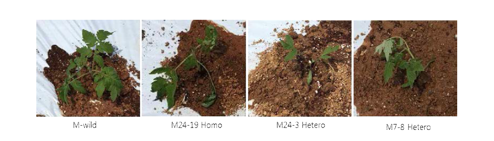 CaTF5 over-expressed Edible of Tomato line (M line) field transplantation: 2016.05 transplantation