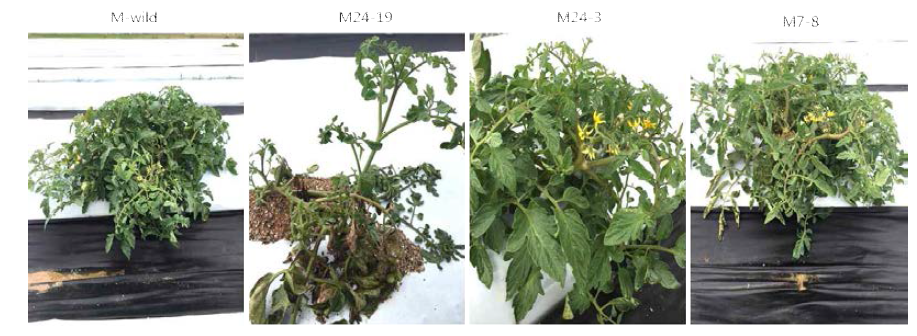CaTF5 over-expressed Edible of Tomato line (M line) field growth: 2016.07 Growth survey