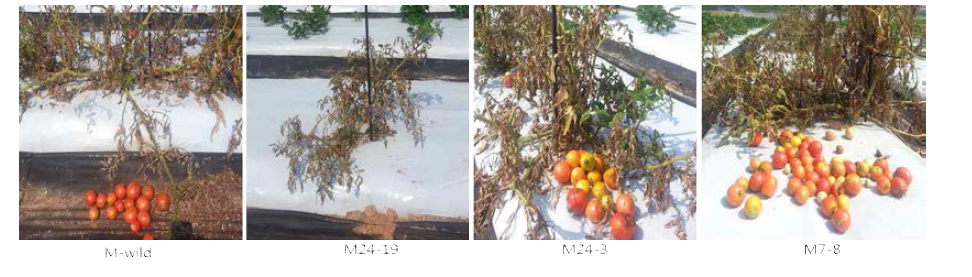 CaTF5 over-expressed Edible of Tomato line (M line) field harvesting: 2016.08