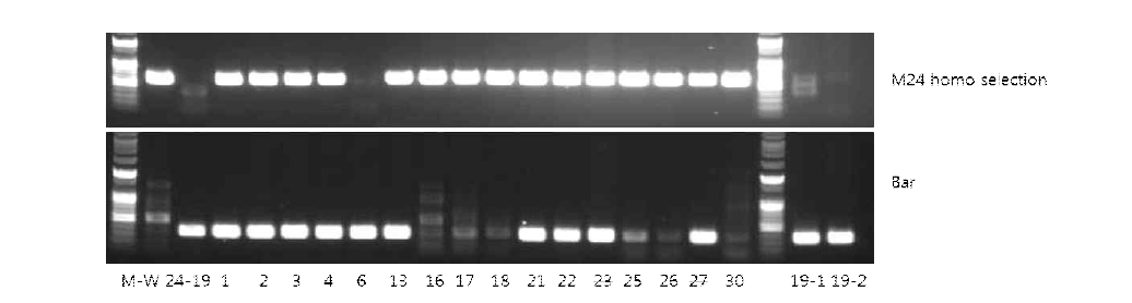 CaTF5 over-expressed generic tomato (M line) gene PCR confirmation: Homo, Hetero, Null distinction