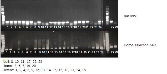 CaTF5 over-expressed tomato (M24 T1 line) gene PCR confirmation: Homo, Hetero, Null distinction