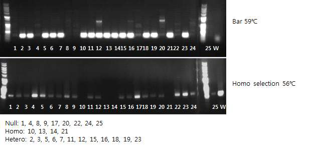 CaTF5 over-expressed edible of tomato line(M24-3 T2 line) gene PCR confirmation: Homo, Hetero, Null distinction