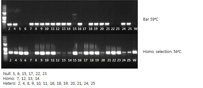 CaTF5 over-expressed edible of tomato line(M24-3 T3 line) gene PCR confirmation: Homo, Hetero, Null distinction