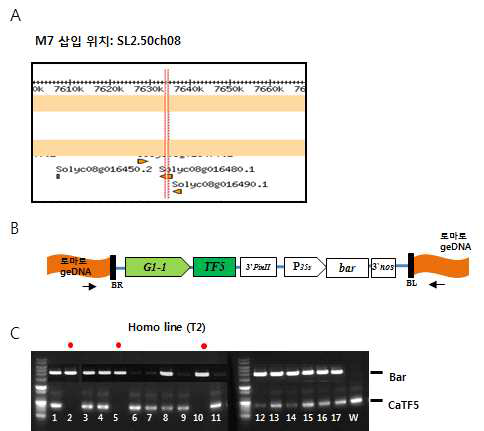 CaTF5 over-expressed edible of tomato line(M line) M7 insertion site confirmation A. M7 insertion site confirmation, B. vector map for tomato transformation, C. homo and hetero line selection