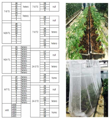 CaTF5 over-expressed edible of tomato line(M line) LMO Facility growth: Homo, Hetero, Null confirmation
