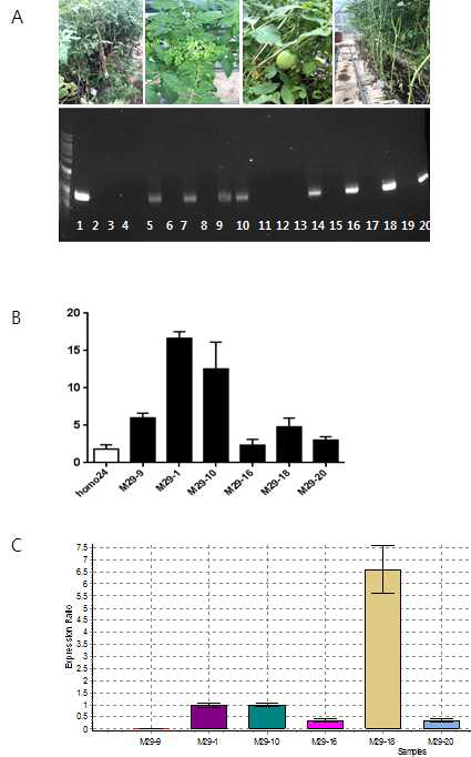 CaTF5 over-expressed edible of tomato line(M29 line) growth investigation A. M29 CaTF5 specific PCR confirm, B. Q-PCR of CaTF5 gene, C. CaTF5 mRNA level of M29 transgenic