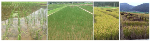 Investigation and cultivation of CaTF5 transgenic rice (T2): 2016