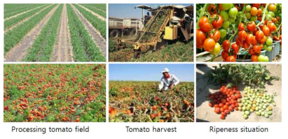 Tomato plantation harvesting process