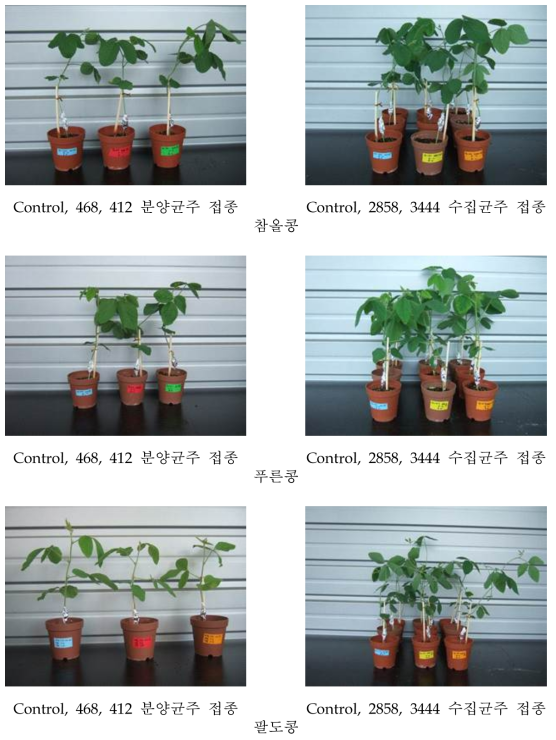 콩 역병 저항성 검정