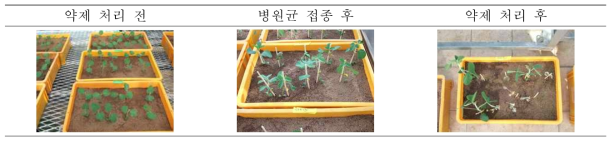 폿트를 이용한 온실내 약효검정 시험