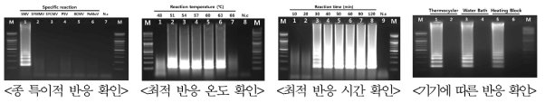 SMV 종 특이적 반응 확인 및 최적 조건 확립