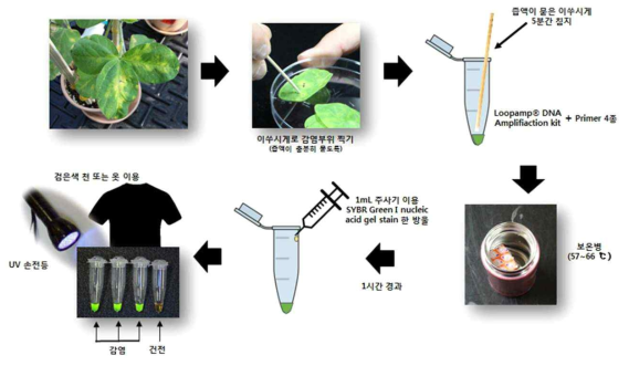 LAMP 방법을 이용한 콩 들불병 진단법 모식도(특허출원)