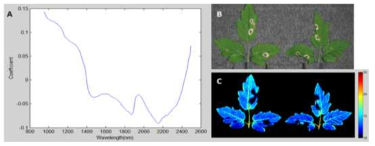 Principle component analysis (PCA) of visible and near infrared spectrum of tomato inoculated with Botrytis cinerea. (A) selected peak values, (B) disease symptoms 7 dai, and (C) images obtained from PCA. The leaves of 3-4 week old tomato seedlings were wounded and inoculated with spores (1.0×108 conidia/ml) of B. cinerea, allowed to high humidity for 12 h in a polythene hood for 24 h, and the seedlings were grown in plant growth room (light/dark, 16/8 hr, 27℃). The VIS/NIR hyperspectral spectra were obtained 7 dai