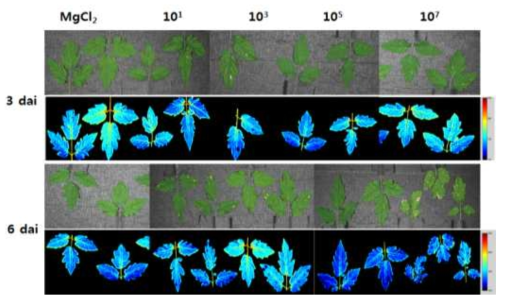 Short wave infrared hyperspectral images of tomato leaves inoculated with Botrytis cinerea. The leaves of 3-4 week old tomato seedlings were wounded and inoculated with spores (1.0×108 conidia/ml) of B. cinerea, allowed to high humidity for 12 h in a polythene hood for 24 h, and the seedlings were grown in plant growth room (light/dark, 16/8 hr, 27℃). The VIS/NIR hyperspectral spectra were obtained 7 dai. Representative measurements are shown at here
