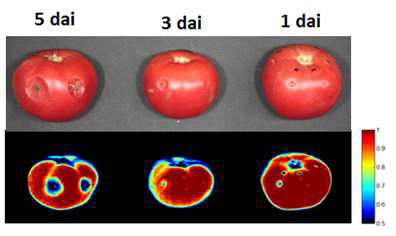 Visible and near infrared hyperspectral images of tomato fruit inoculated with Botrytis cinerea. The tomato fruits were inoculated with spores obtained from PDA culture of B. cinerea, and stored on the plastic container at 25℃ and 90% RH. The VIS/NIR hyperspectral images were obtained as described in material and methods. Representative measurements are shown at here