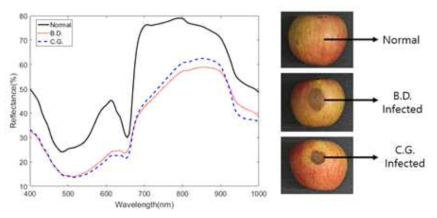 Visible and near infrared spectra obtained from white rot (WR)-infected, bitter rot (BR)-infected, and sound regions of apple fruit. The apple fruits were inoculated with spores/mycelial fragments obtained from PDA culture of Glomerella cingulate (BR) and Botryosphaeria dothidea (WR), and stored on the plastic container at 25℃ and 90% RH. The VIS/NIR hyperspectral spectra were obtained 3-5 and 5-8 days after inoculation of G. cingulate and B. dothidea, respectively