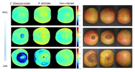 Visible and near infrared hyperspectral images by two-band ratio at 942 nm and 908 nm wavelengths in apple fruits infected with white and bitter rot. The apple fruits were inoculated with spores/mycelial fragments obtained from PDA culture of Glomerella cingulate and Botryosphaeria dothidea, and stored on the plastic container at 25℃ and 90% RH. The VIS/NIR hyperspectral spectra were obtained 4-5 and 6-8 dai for G. cingulate and B. dothidea, respectively. Representative measurements are shown at here