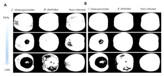Binary image displays bitter rot in apple fruits. Bitter rot region determined by applying the threshold value of (a) 0.7574 and (b) 0.730 to the 942 nm/908 nm image are shown