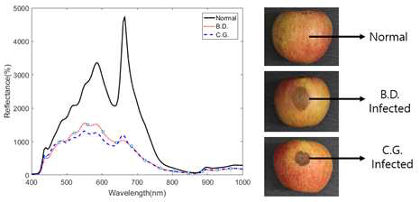 Ultra violet spectra obtained from white rot-infected, bitter rot-infected, and sound regions of apple fruit. The apple fruits were inoculated with spores/mycelial fragments obtained from PDA culture of Glomerella cingulate and Botryosphaeria dothidea, and stored on the plastic container at 25℃ and 90% RH. The VIS/NIR hyperspectral spectra were obtained 4-5 and 6-8 dai for G. cingulate and B. dothidea, respectively