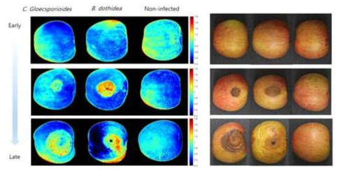 Ultra violet hyperspectral images of apple fruits infected with white and bitter rot. The apple fruits were inoculated with spores/mycelial fragments obtained from PDA culture of Glomerella cingulate and Botryosphaeria dothidea, and stored on the plastic container at 25℃ and 90% RH. The VIS/NIR hyperspectral spectra were obtained 4-5 and 6-8 dai for G. cingulate and B. dothidea, respectively. Representative measurements are shown at here
