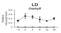 OsPhyB의 diurnal rhythms, Lee et al., 2010, plant journal