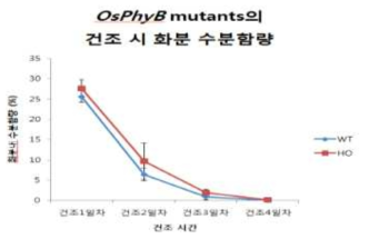 OsPhyB mutants의 건조 시간에 따른 화분 내 수분 함량 조사