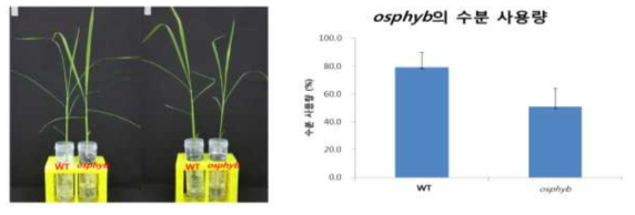 OsPhyB 돌연변이체의 수분 사용량 측정