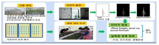 밀양기호 교배조합의 생육조사 및 영상분석 방법
