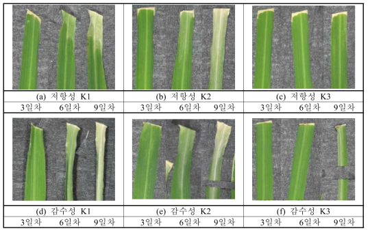 Changes in the susceptible and resistant rice leaves inoculated with different races of Xanthomonas oryzae pv. oryzae
