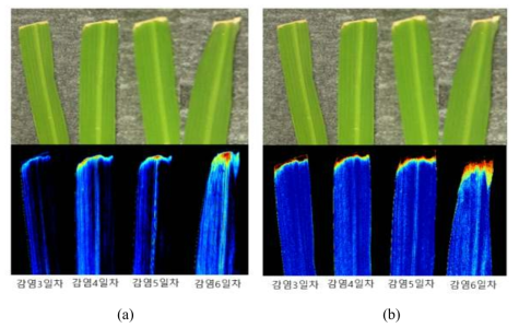Hyperspectral Vis/NIR imaging results of susceptible rice (K1). (a) PCA image, (b) 726/707 nm image