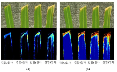 Hyperspectral Vis/NIR imaging results of resistant rice (K1) (a) PCA image, (b) 726/707 nm image