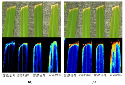 Hyperspectral Vis/NIR imaging results of susceptible rice (K2).(a) PCA image, (b) 726/707 nm image
