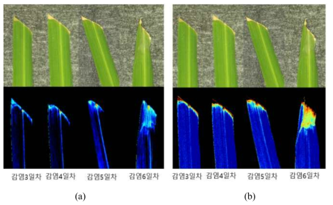Hyperspectral Vis/NIR imaging results of resistant rice (K2) (a) PCA image, (b) 726/707 nm image