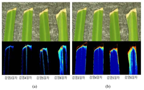 Hyperspectral Vis/NIR imaging results of susceptible rice (K3). (a) PCA image, (b) 726/707 nm image
