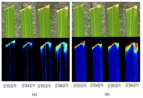 Hyperspectral Vis/NIR imaging results of resistant rice (K3). (a) PCA image, (b) 726/707 nm image