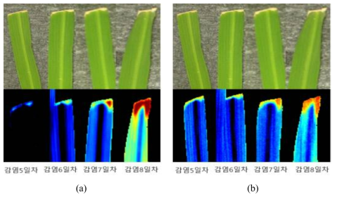 Hyperspectral SWIR imaging results of susceptible rice (K1).(a) PCA image, (b) 726/707 nm image